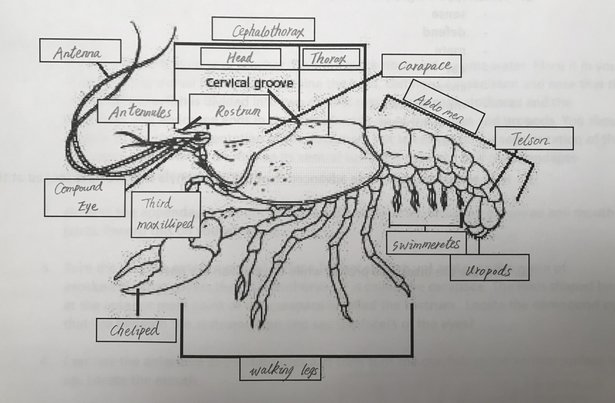 Crayfish Dissection - Kurt's Biology